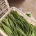 长豆角豇豆大量上市颜色好条型均匀货量大