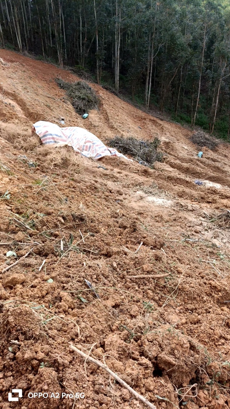 五指毛桃根新货靓货按要求规格发货不做任何掺假诚信经营