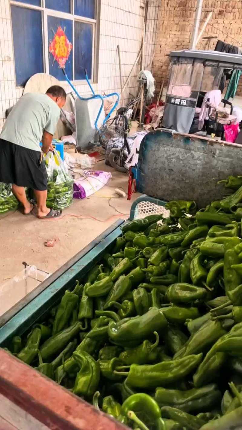 精品泡椒，货量充足，一手货源，全国代发诚信经营。
