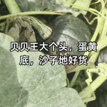 精品贝贝南瓜，基地直供，一手货源全国代发