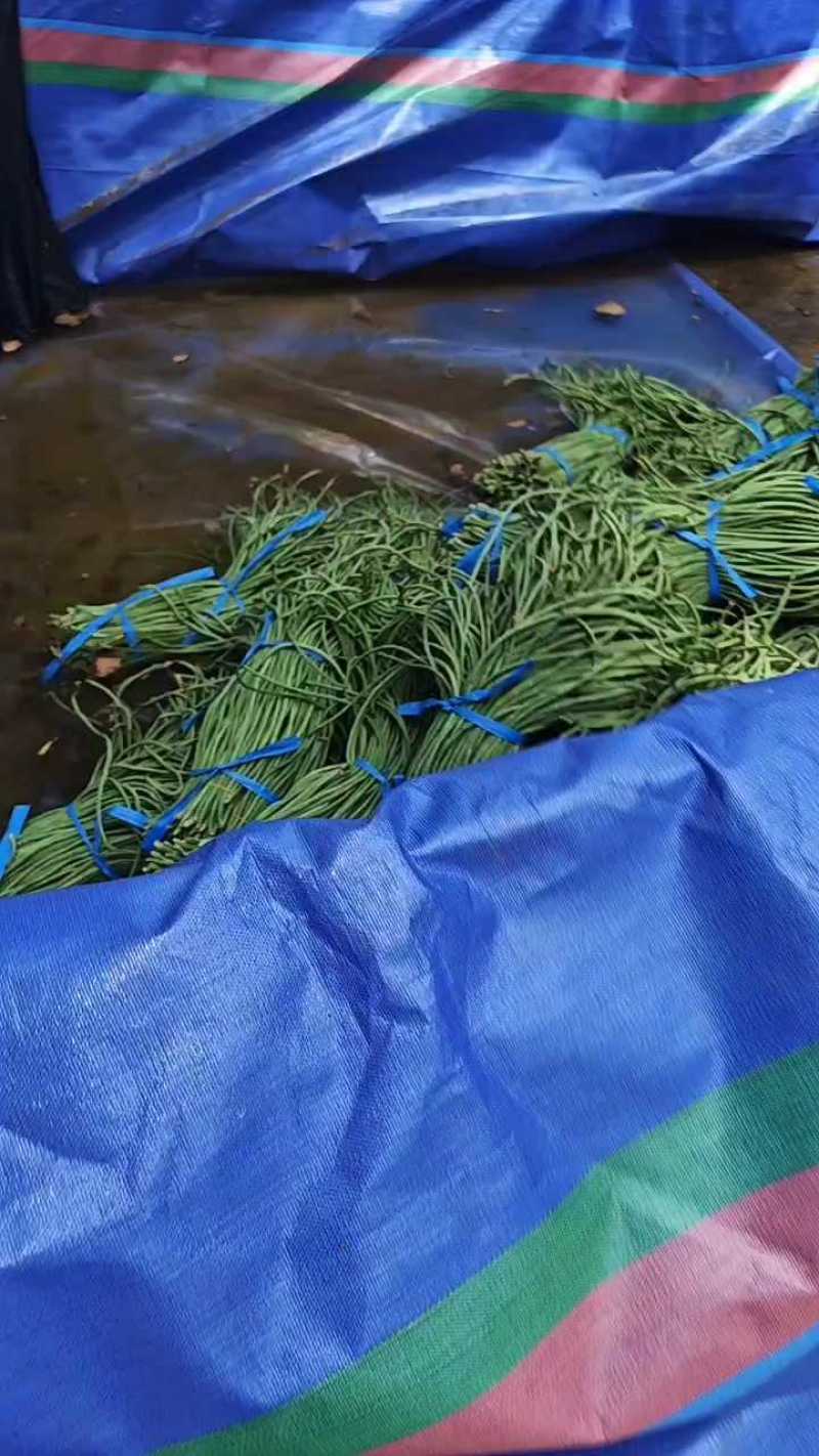内黄长豆角60公分打好捆条形直承接批发加工社区团购直播