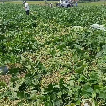6月26号白冬瓜装车中