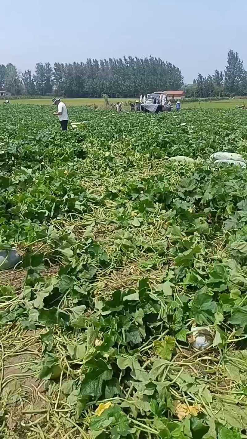 6月26号白冬瓜装车中