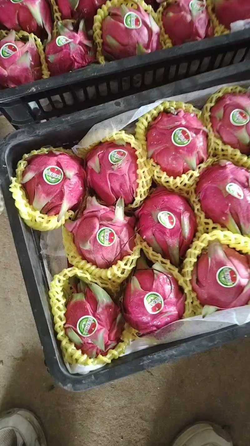 西双版纳红心火龙果，红红火火一手货源产地直发品质保证