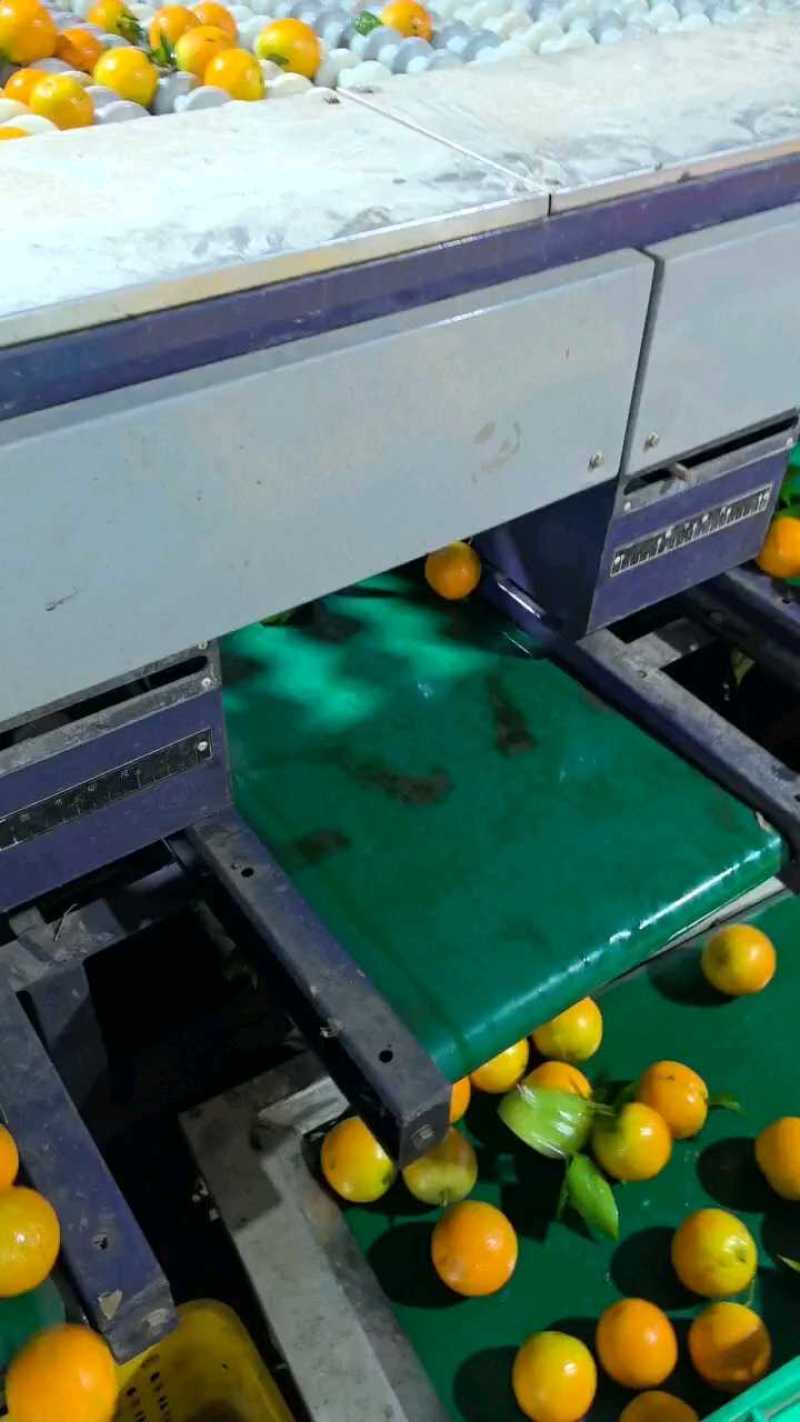 广西夏橙薄皮橙子酸甜多汁现摘新鲜当季水果奶茶店甜品店非脐
