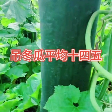吊冬瓜大棚货、陆地瓜全国代发一手货源条直个大皮色好