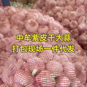 【紫皮蒜】26年新大蒜产地直销量大质优价格优欢迎采购