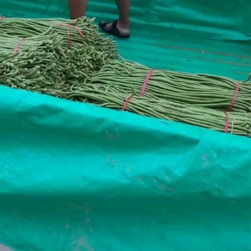 【长豆角】豇豆，可加长途发货。可本地腌制。保证质量