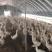7-8斤大鹅200元三只石家庄管送