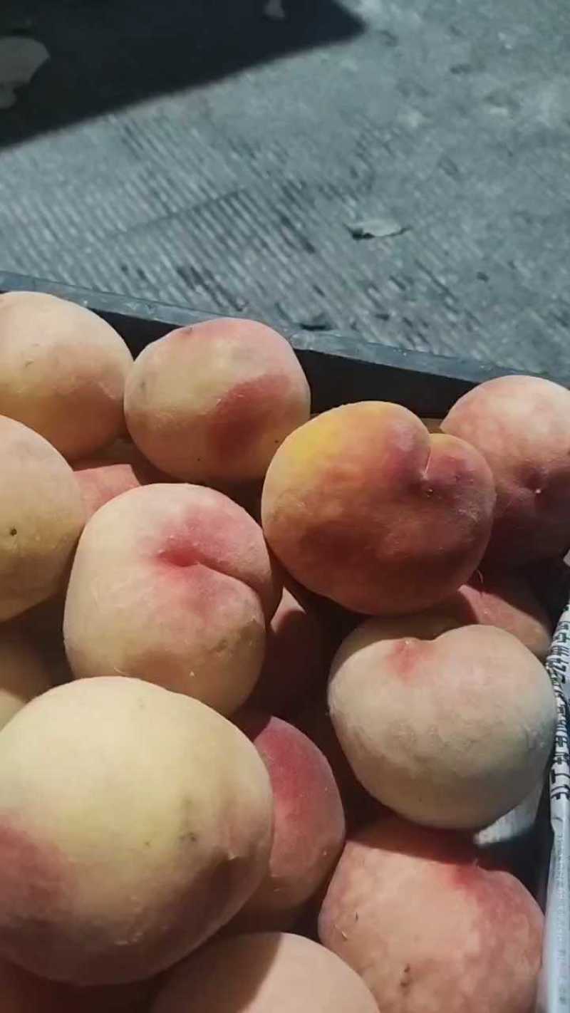 白桃大量大市中面积大量大从优