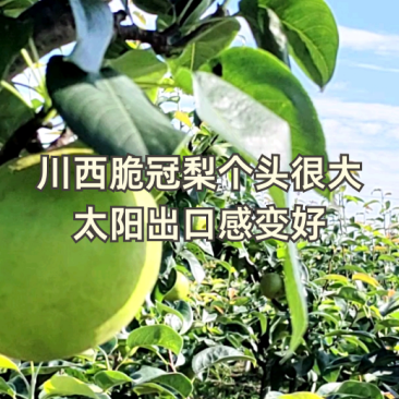 四川苍溪脆冠梨产地直供万亩果园对接全国