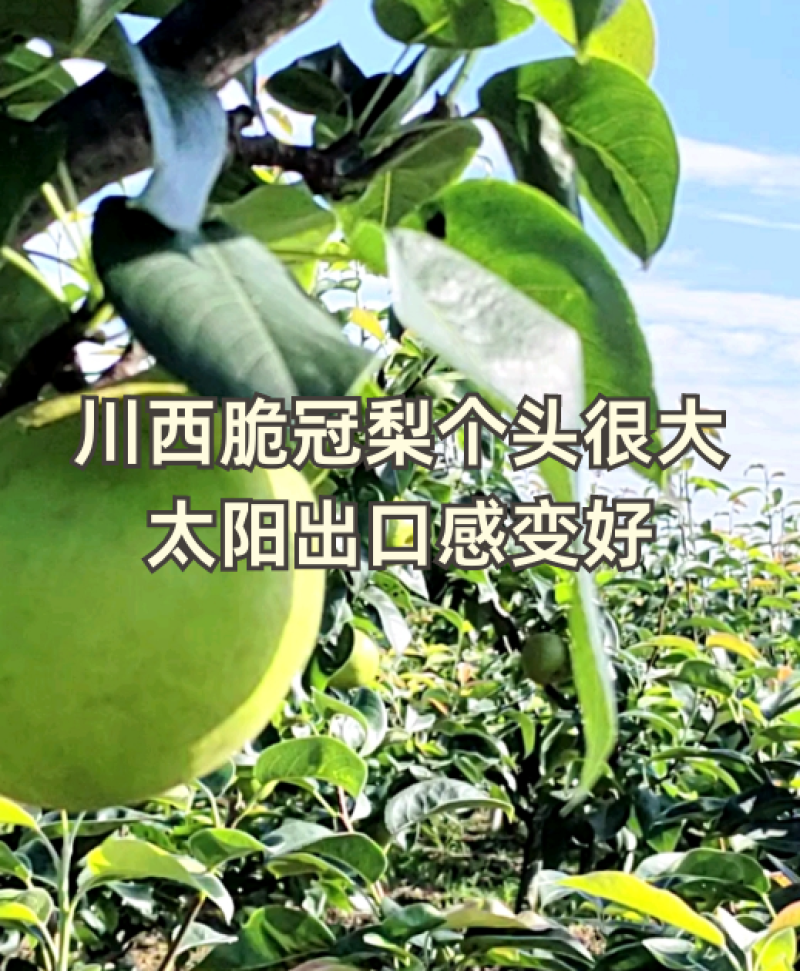 四川苍溪脆冠梨产地直供万亩果园对接全国
