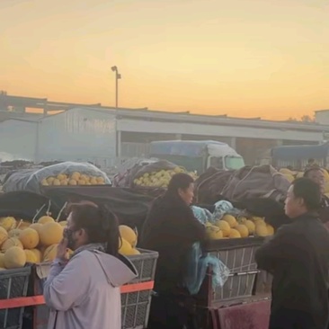 黄金6号大量供应产地直发欢迎考察市场，代收代发全国各地