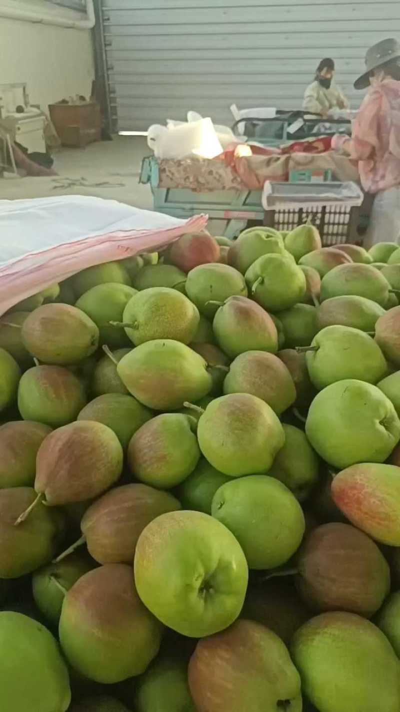 河北早熟新梨七号果园现摘脆甜多汁产地直供电商商超批量拿货