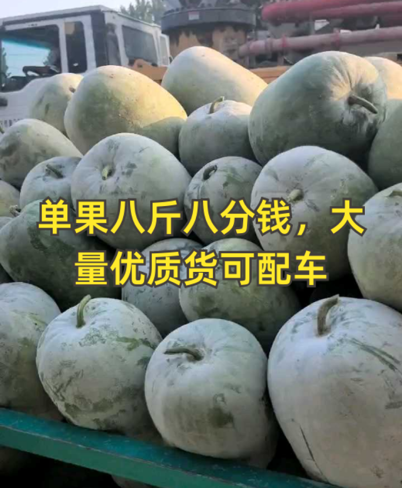 单果八斤，八分钱一斤，大量有货
