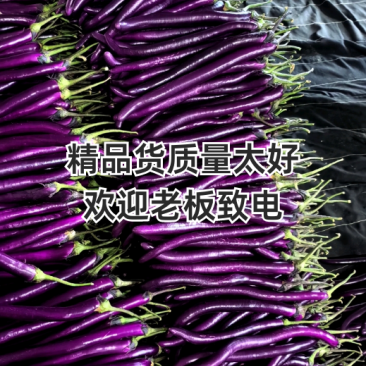 山东兰陵精品红线茄，茄子顺直，色泽光滑，大量供应