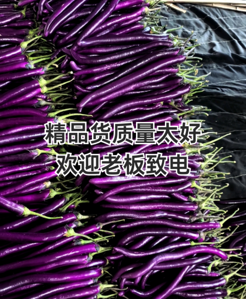 山东兰陵精品红线茄，茄子顺直，色泽光滑，大量供应