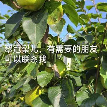 苍溪翠冠梨，皮薄多汁。