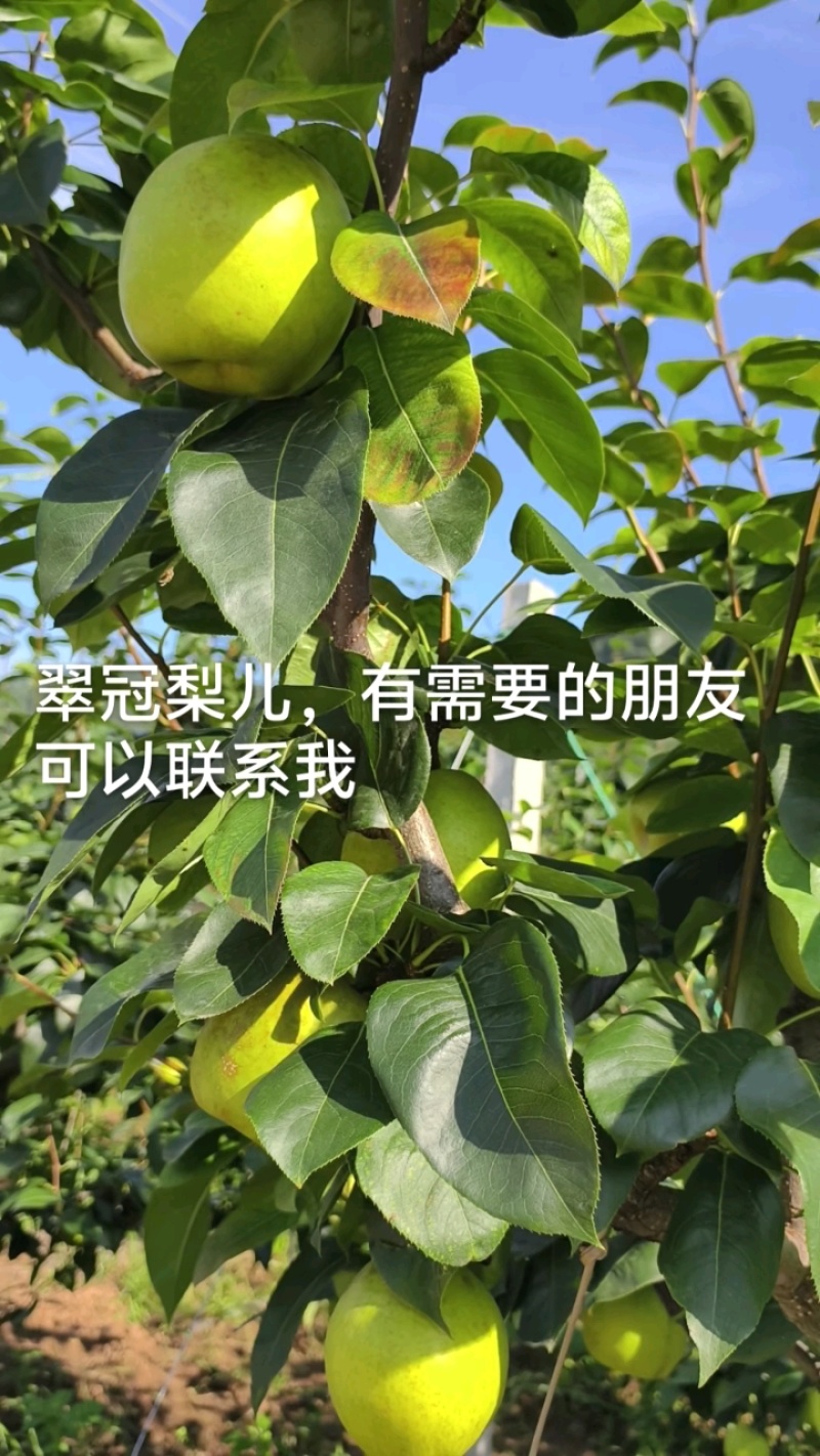 苍溪翠冠梨，皮薄多汁。