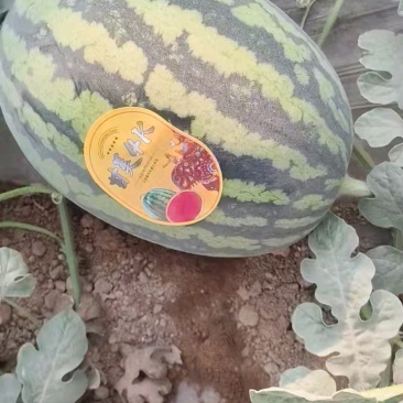 陕西蒲城大棚直生苗无籽甘美4K现已大量上市，货源充足！