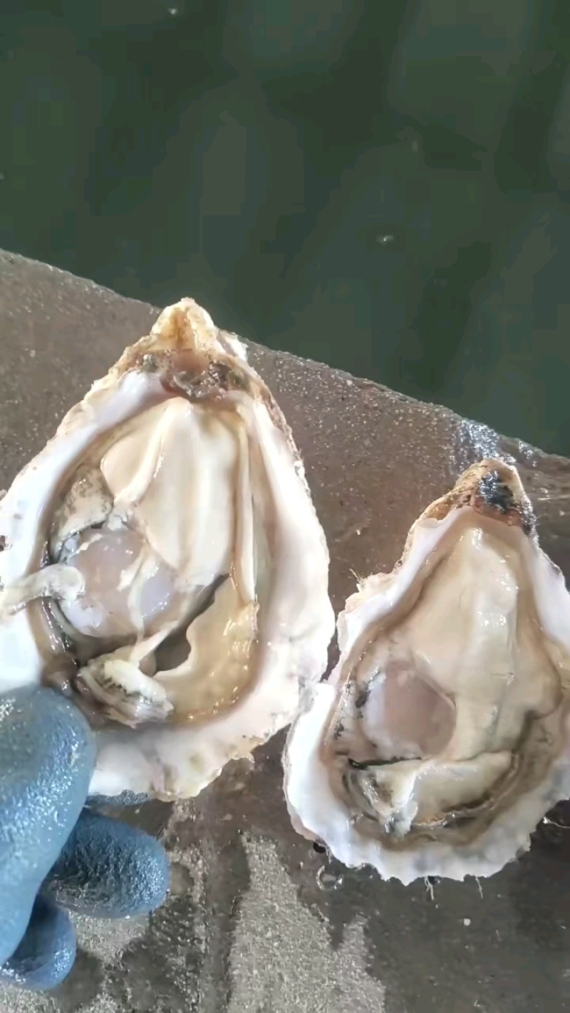 精品乳山生蚝，蚝型漂亮，肥度精品，货源稳定，欢迎合作