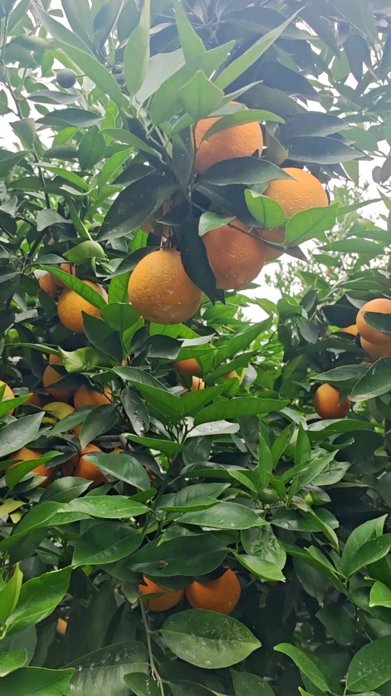 夏橙秭归夏橙橙子酸甜可口产地一手货源欢迎电商平台商超对接