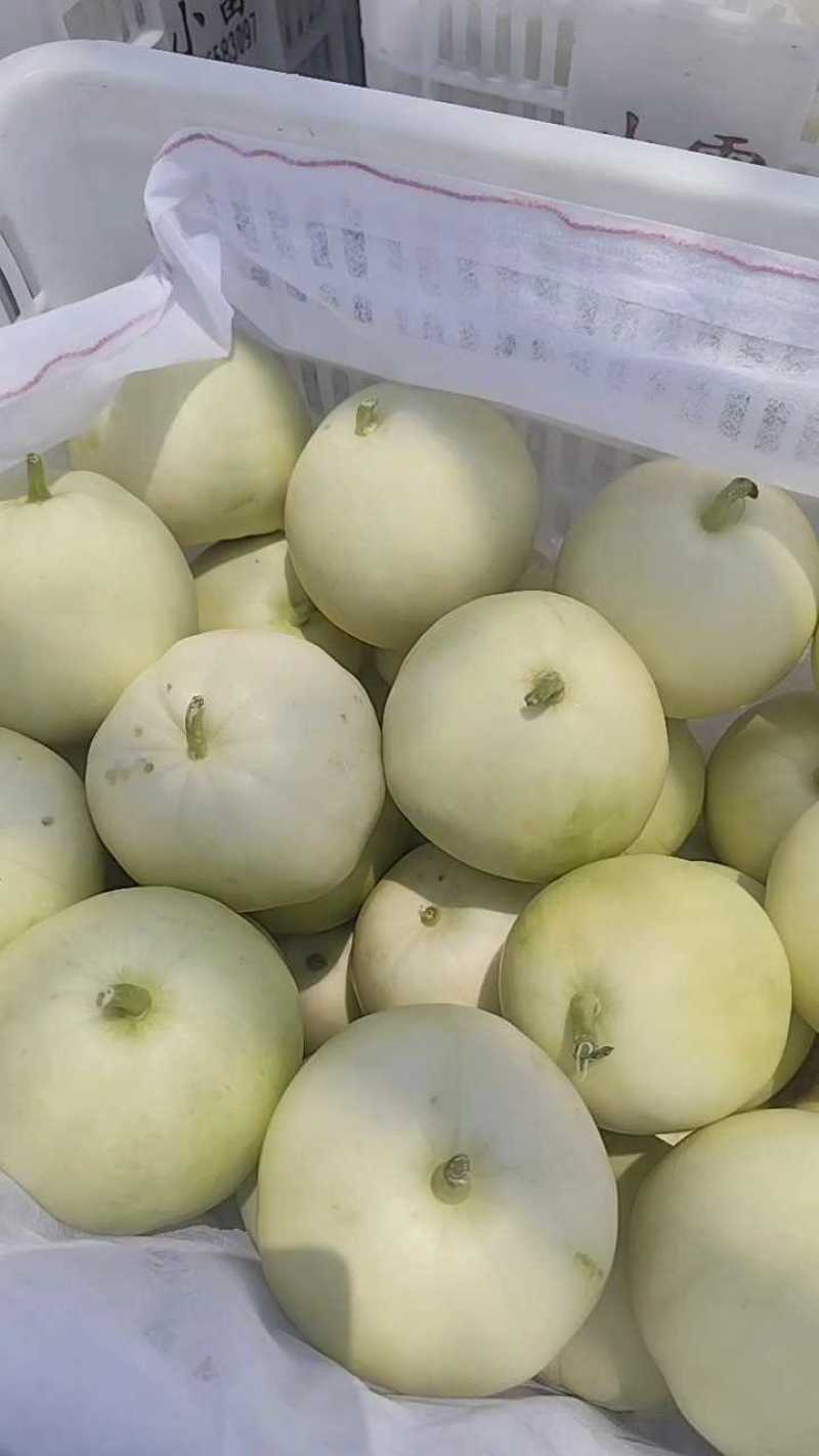 河南万亩美农甜瓜大量上市，电商，市场全国各地发货