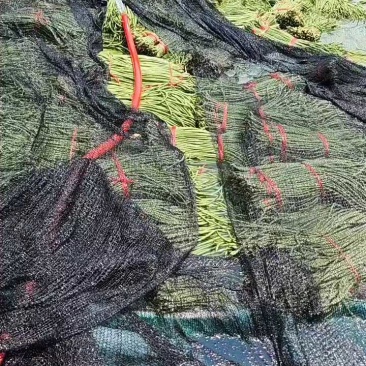 山东长豆角大量有货，价格下滑，装车中