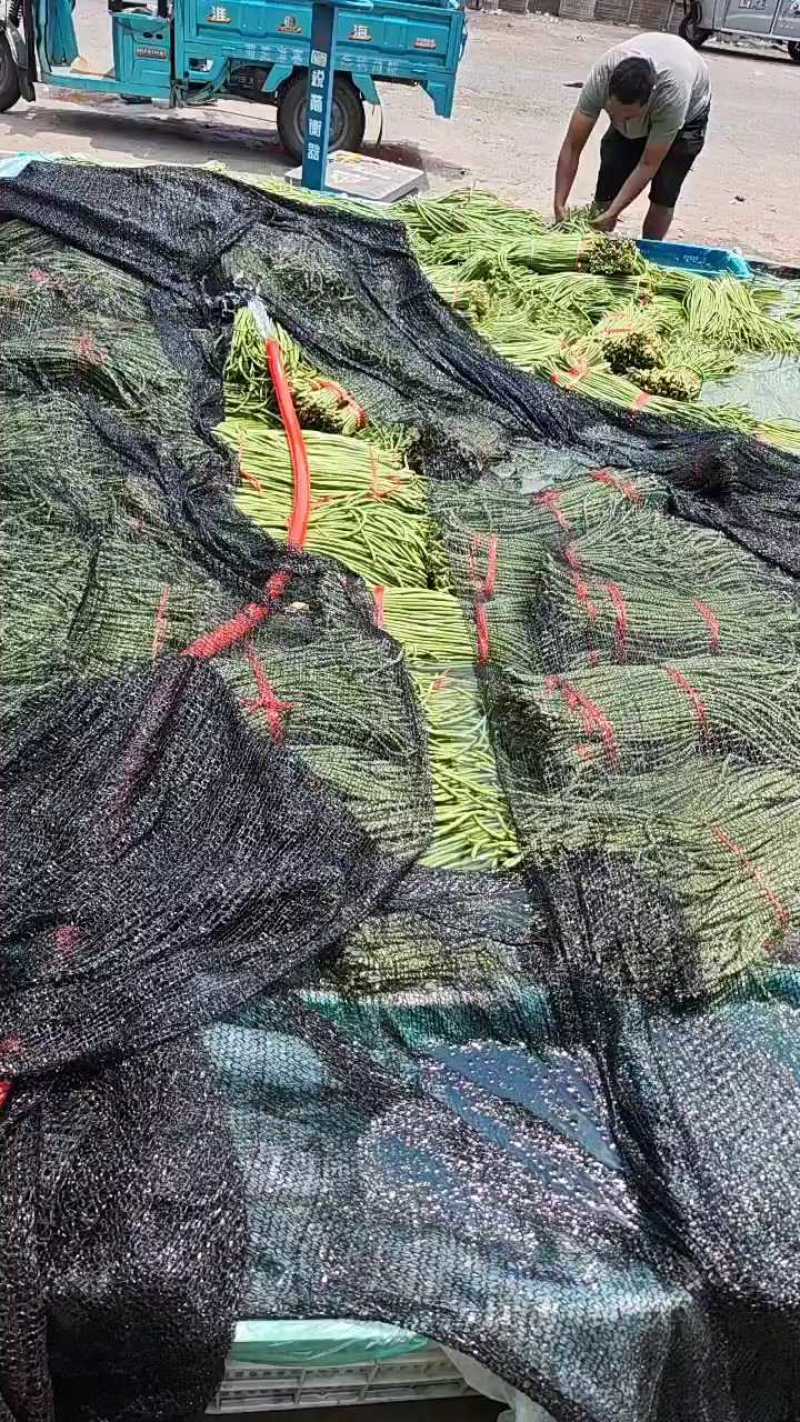 山东长豆角大量有货，价格下滑，装车中