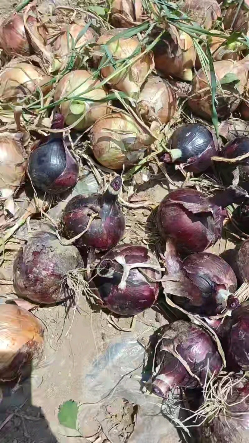 【人工挑选】新鲜出土紫皮洋葱一手货源产地发货价格实惠