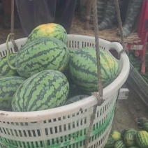 东台精品甘美4k西瓜源头产地直发全国发货