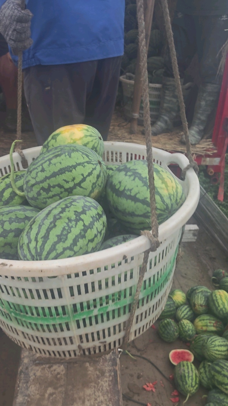 东台精品甘美4k西瓜源头产地直发全国发货