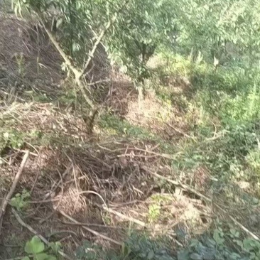 南坝镇脱骨青脆李，有意向的老板请拨打页面联系通道进行咨询