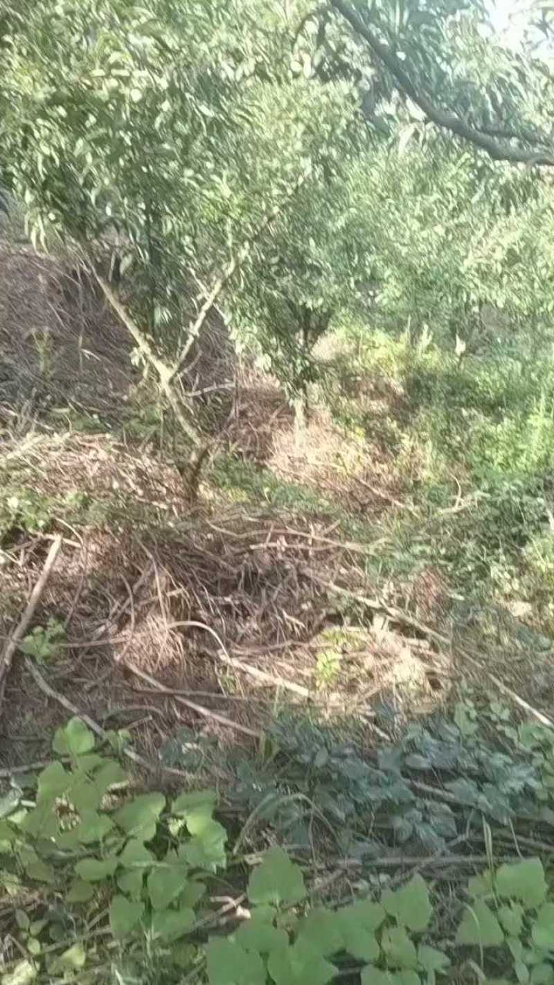 南坝镇脱骨青脆李，有意向的老板请拨打页面联系通道进行咨询