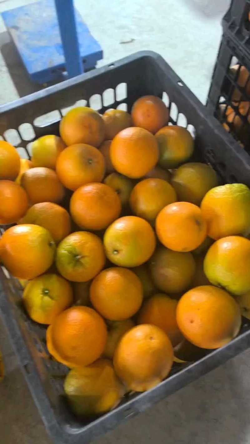 广西夏橙薄皮橙子酸甜多汁现摘新鲜当季水果奶茶店甜品店非脐
