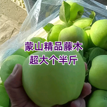 山东藤木青苹果〔优选〕产地现摘现发货55起步可对接电商市