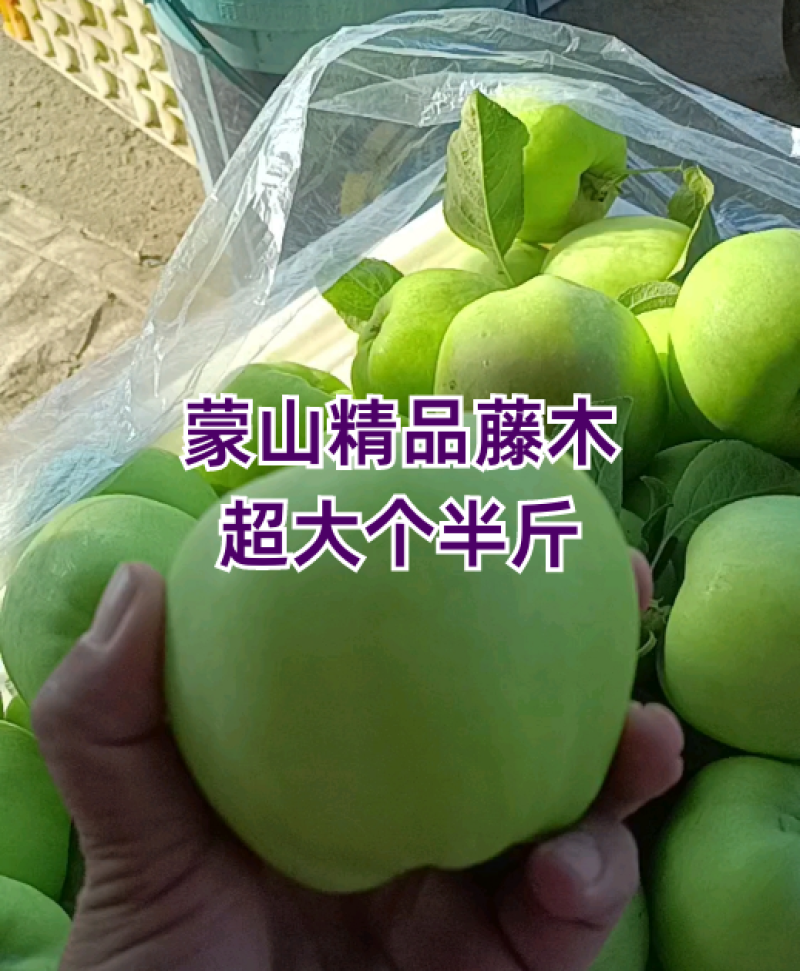 山东藤木青苹果〔优选〕产地现摘现发货55起步可对接电商市