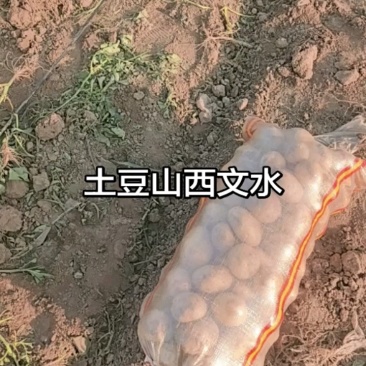 山西吕梁文水土豆黄心土豆实验1号土豆产地直供量大