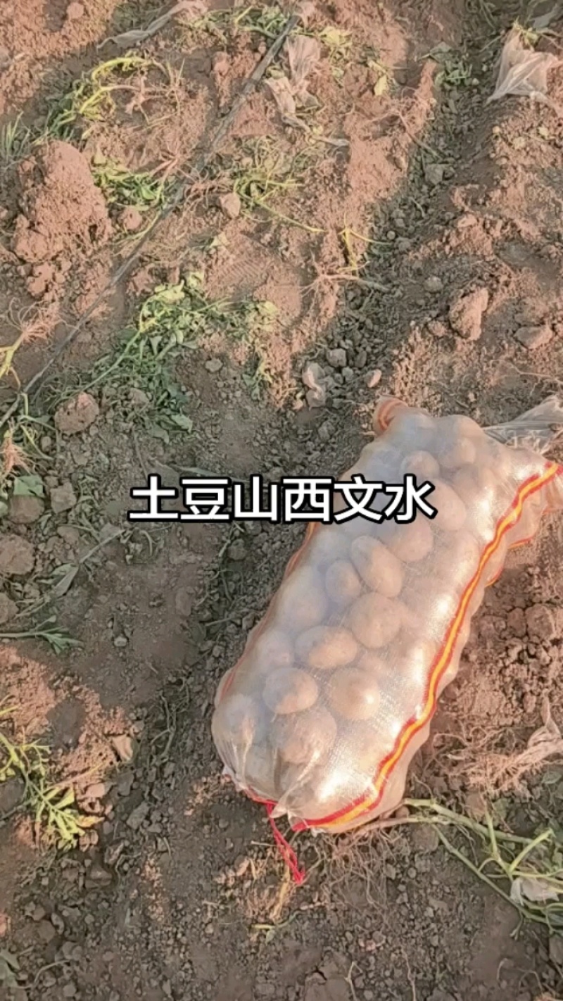 山西吕梁文水土豆黄心土豆实验1号土豆产地直供量大