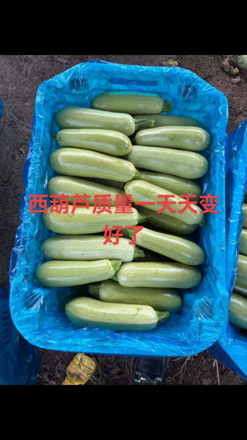 精品西葫芦