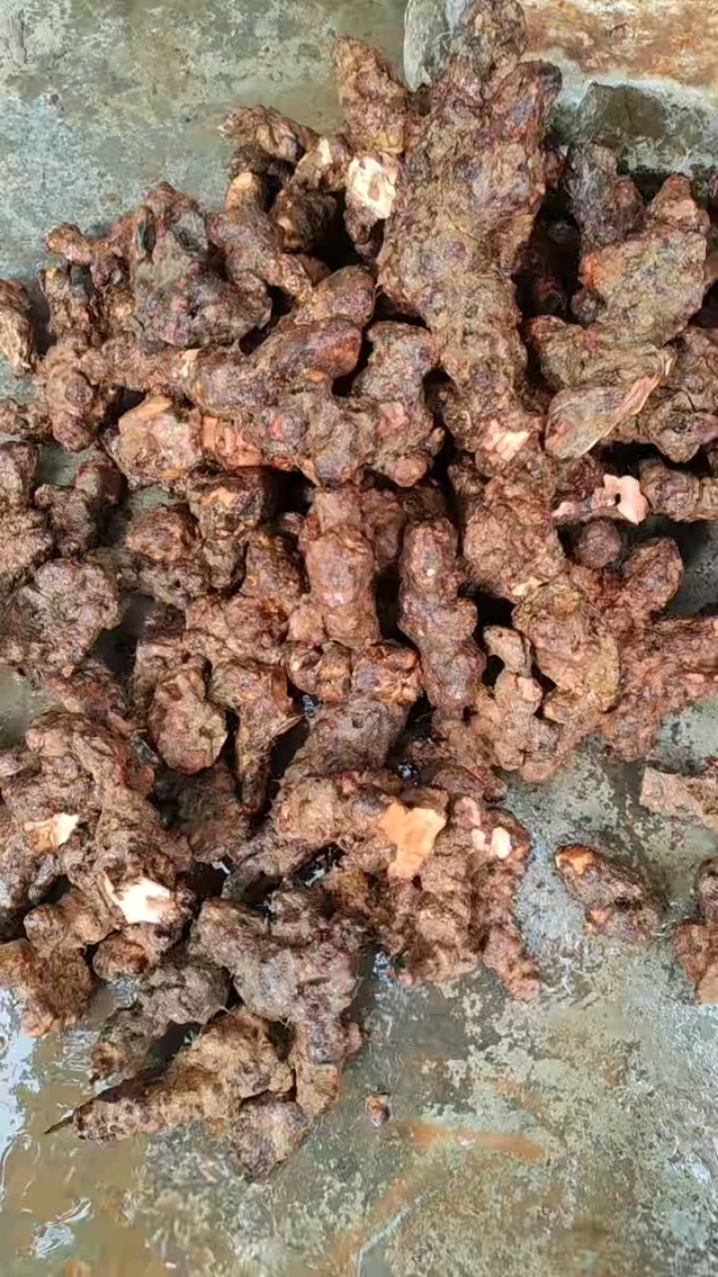 新鲜土茯苓下山，每天2000斤，漂亮