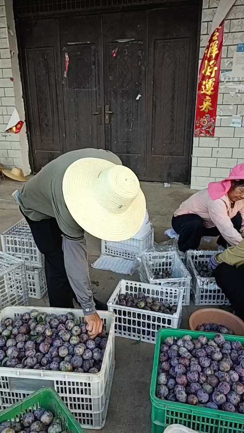 湖北精品五月脆李子/口感清脆产地直发量大从优货源充足