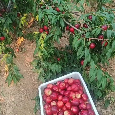 珍珠枣油桃山东桃山东油桃产地直发口感脆甜量大从优