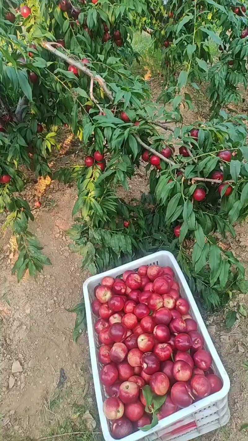 珍珠枣油桃山东桃山东油桃产地直发口感脆甜量大从优