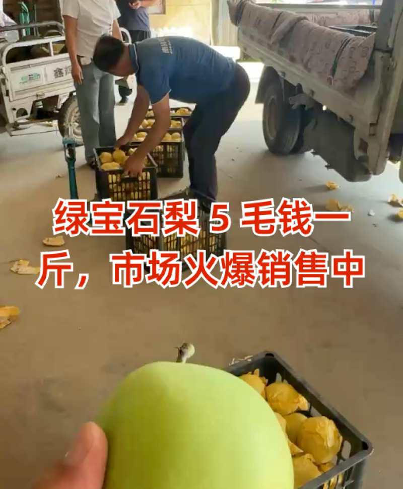 绿宝石梨5毛钱一斤，市场火爆销售中