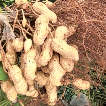 质量可以，饱满度好，继续订货
