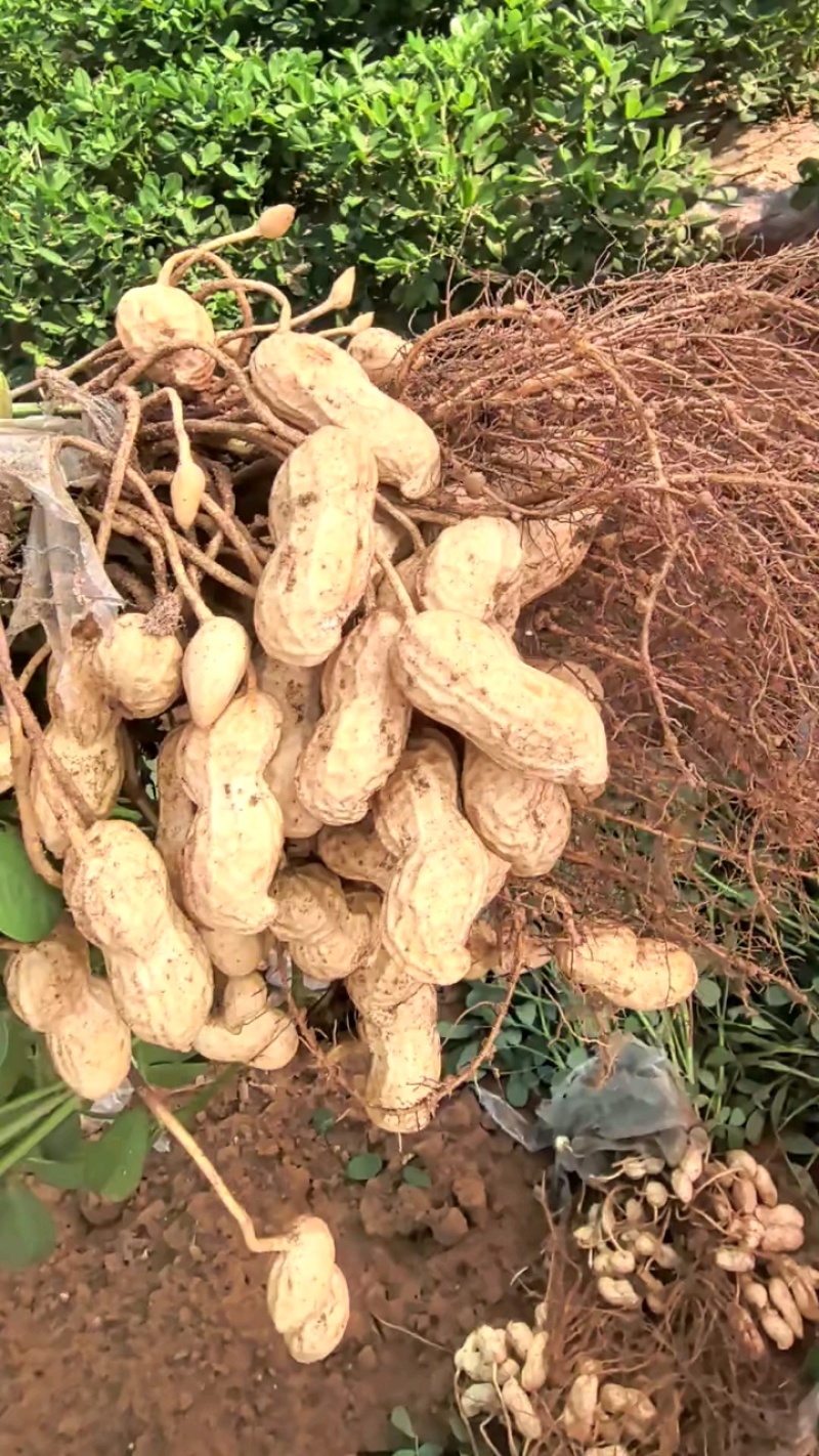 质量可以，饱满度好，继续订货