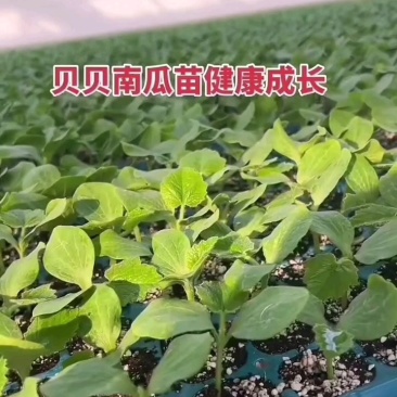蜜本南瓜苗贝贝南瓜苗板栗南瓜苗免费技术指导包回收