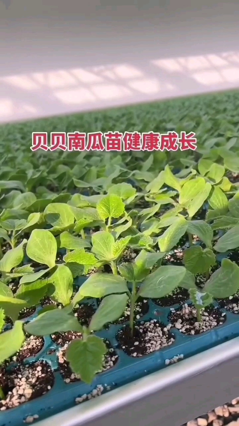 蜜本南瓜苗贝贝南瓜苗板栗南瓜苗免费技术指导包回收