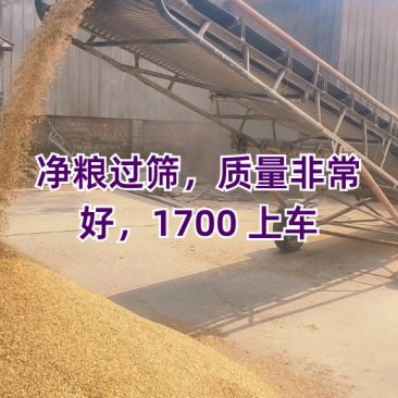 养殖碎玉米，厂家直销，货源充足，常年出售碎玉米熟化玉米面
